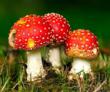 Demas Law Group: Ongoing Mushroom Poisoning Cases in California